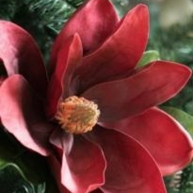 Magnolia-RED-AS-RED-NAJBARDZIEJ-CZERWONE-KWIATY-Roslina-w-postaci-sadzonka-w-pojemniku-0-5-1l — копия